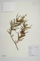 藏品(三尖杉)的圖片