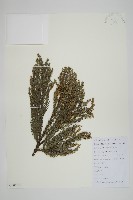 藏品(柳杉)的圖片