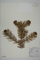 藏品(杉木)的圖片