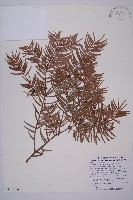 藏品(臺灣紅豆杉、紫杉、南方紅豆杉)的圖片