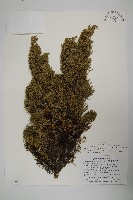 藏品(清水圓柏)的圖片