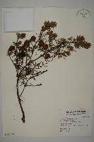 藏品(台灣鐵杉)的圖片