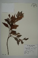 藏品(菲律賓羅漢松)的圖片