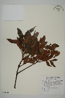 藏品(菲律賓羅漢松)的圖片