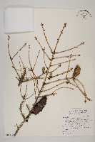 藏品(臺灣雲杉)的圖片