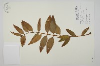 藏品(菲律賓貝殼杉)的圖片