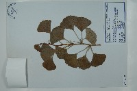 藏品(銀杏)的圖片