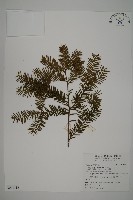 藏品(臺灣紅豆杉、紫杉、南方紅豆杉)的圖片