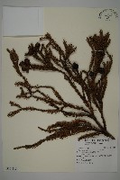 藏品(柳杉)的圖片