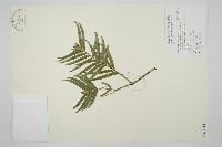 藏品(臺灣穗花杉)的圖片