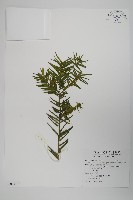 藏品(臺灣粗榧、台灣三尖杉)的圖片