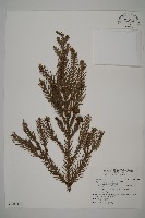 藏品(柳杉)的圖片