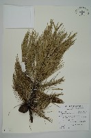 藏品(地盤松)的圖片