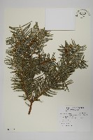 藏品(臺灣粗榧、台灣三尖杉)的圖片