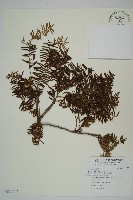 藏品(臺灣紅豆杉、紫杉、南方紅豆杉)的圖片