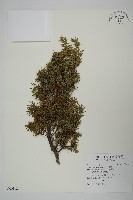 藏品(刺柏)的圖片