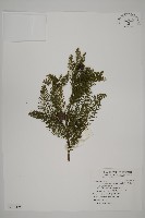 藏品(落羽松、美國水松)的圖片