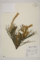 藏品(臺灣華山松)的圖片