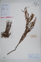 藏品(落羽松、美國水松)的圖片