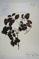 藏品(小葉買麻藤)的圖片