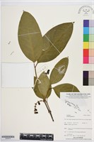 藏品(買麻樹)的圖片