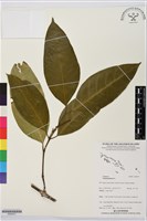 藏品(買麻樹)的圖片