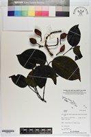 藏品()的圖片