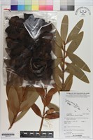 藏品(大果貝殼杉)的圖片