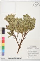 藏品(蘭嶼羅漢松)的圖片