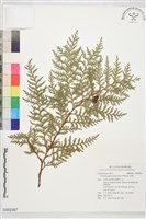 藏品(紅檜)的圖片