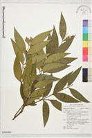 藏品(竹柏)的圖片