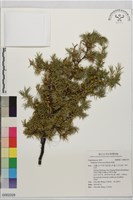 藏品(刺柏)的圖片