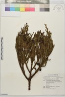 藏品(柳杉)的圖片