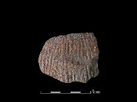 藏品(陶片)的圖片