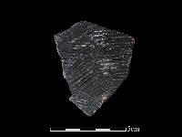 藏品(陶片)的圖片