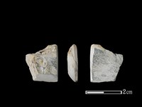 藏品(錛鑿形器)的圖片