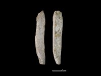 藏品(磨製石器)的圖片