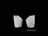 藏品(磨製石器)的圖片