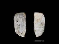 藏品(錛鑿形器)的圖片