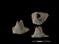 藏品(紡輪)的圖片