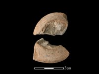 藏品(紡輪)的圖片