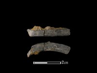 藏品(陶環)的圖片