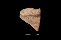 藏品(陶片)的圖片