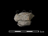 藏品(石棒)的圖片