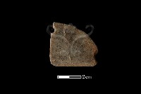 藏品(石刀)的圖片