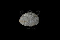 藏品(石片器)的圖片