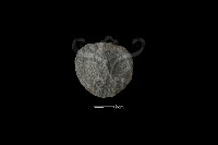 藏品(石片器)的圖片