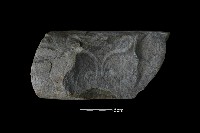 藏品(石杵)的圖片