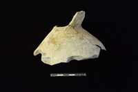 藏品(陶片)的圖片