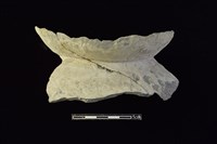 藏品(陶片)的圖片